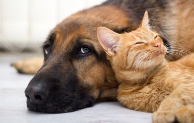 Собаки чи коти?! Собаки чи коти?!