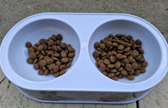 Корм для собак дрібних порід N&D Grain Free Pumpkin