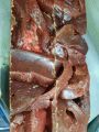 Печінка шматочками яловича